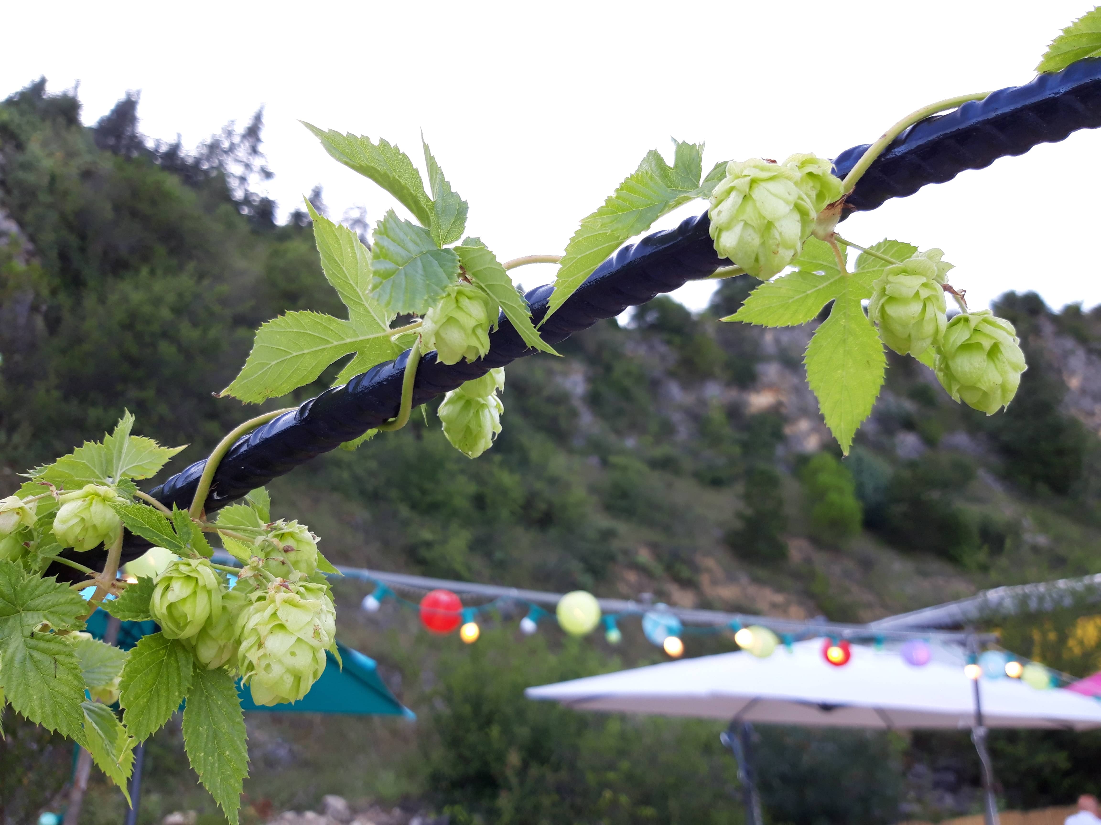 Houblon
